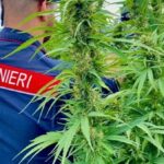 Traffico di cannabis tra Sardegna e Nord Italia: smantellata rete criminale