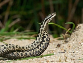 Morso di vipera cosa fare Calma primo antidoto per non diffondere il veleno