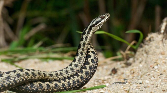 Morso di vipera, cosa fare? “Calma primo antidoto per non diffondere il veleno”