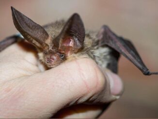 Pipistrello africano tra i vicoli di Lampedusa scoperta nuova specie in Europa