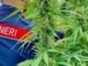 carabinieri droga cannabis marijuana ridim 150x150 Z2XBtH