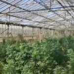 Sestu, scoperta maxi piantagione di marijuana: arrestato un 51enne
