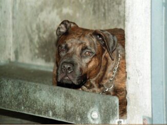 Aggredito da pitbull il racconto Io tra pochi sopravvissuti vivo grazie a un passante