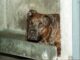 Aggredito da pitbull il racconto Io tra pochi sopravvissuti vivo grazie a un passante
